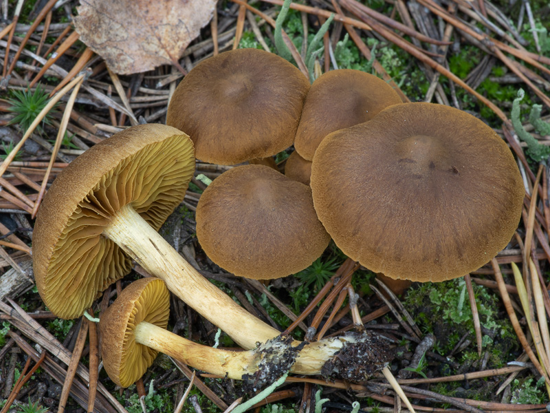 Cortinarius croceus